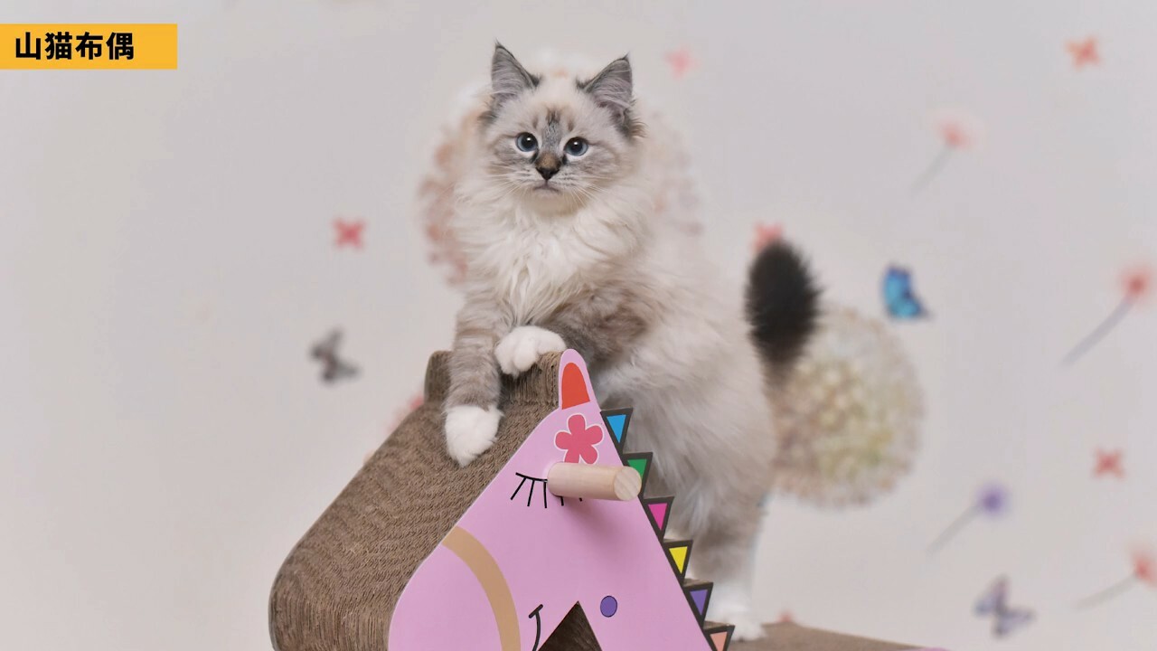ラグドール容姿鑑定ガイド：子猫から将来の顔立ちを予測する方法とは？「劣化」の地雷を避ける