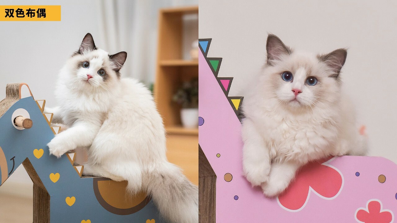 ラグドール容姿鑑定ガイド：子猫から将来の顔立ちを予測する方法とは？「劣化」の地雷を避ける