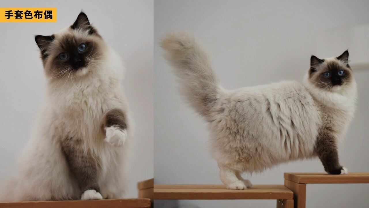 ラグドール容姿鑑定ガイド：子猫から将来の顔立ちを予測する方法とは？「劣化」の地雷を避ける