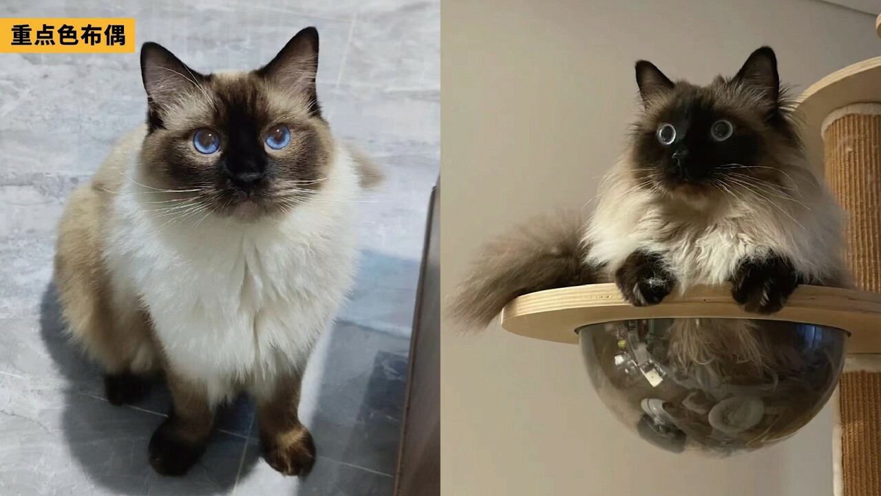 ラグドール容姿鑑定ガイド：子猫から将来の顔立ちを予測する方法とは？「劣化」の地雷を避ける