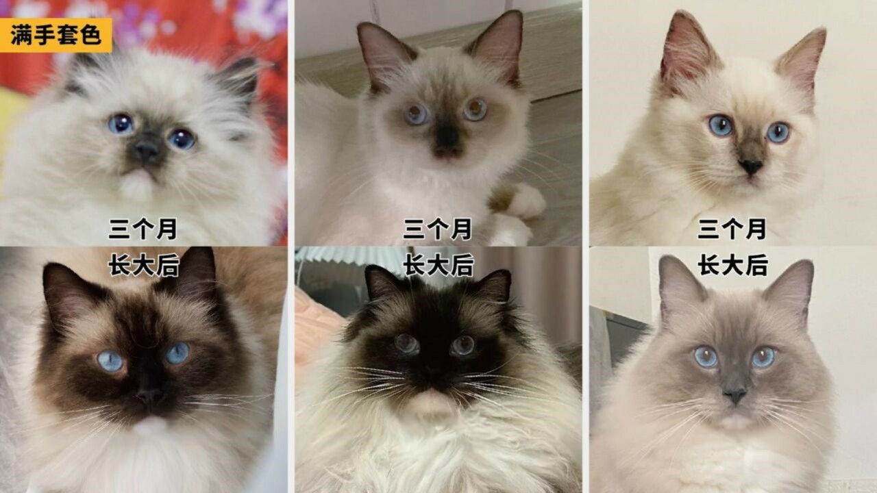 ラグドール容姿鑑定ガイド：子猫から将来の顔立ちを予測する方法とは？「劣化」の地雷を避ける