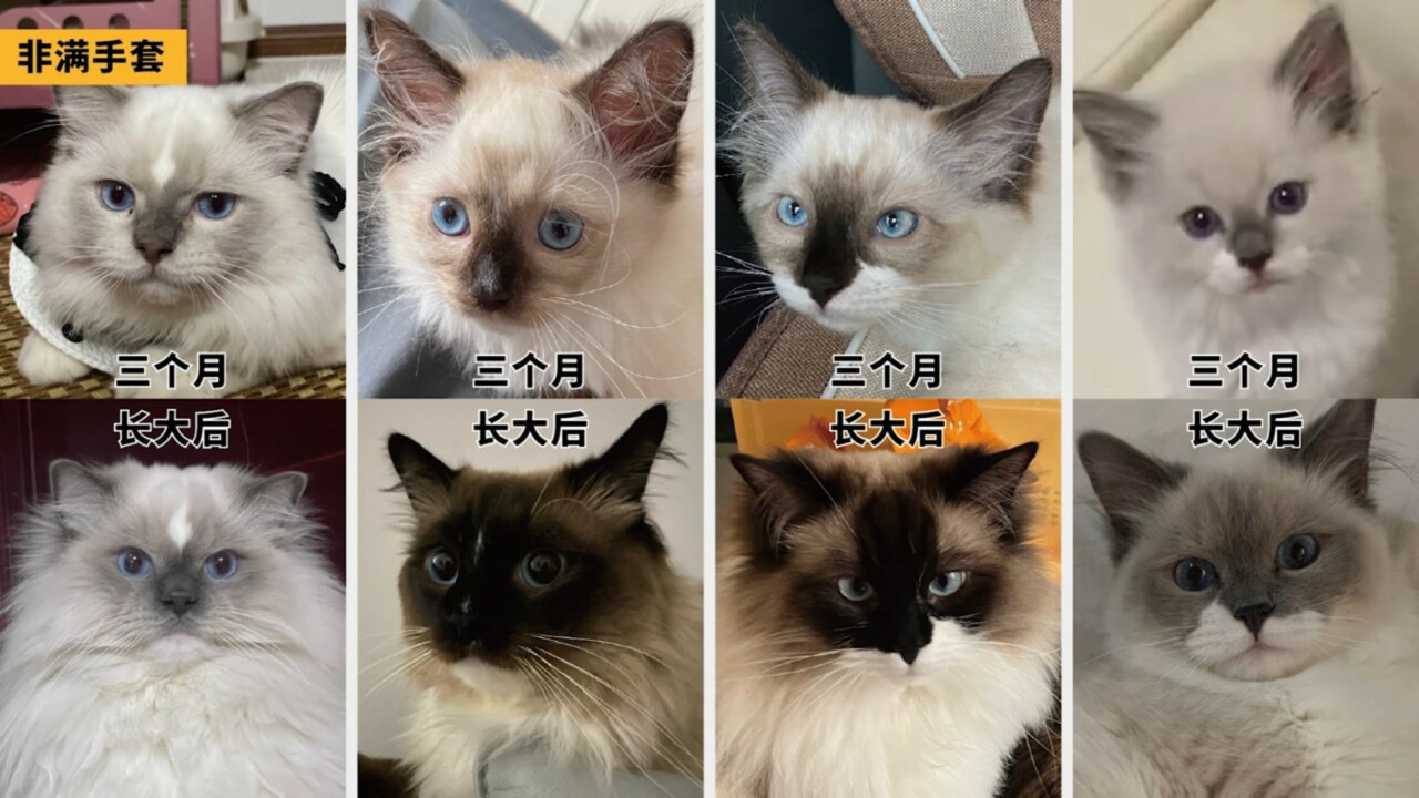 ラグドール容姿鑑定ガイド：子猫から将来の顔立ちを予測する方法とは？「劣化」の地雷を避ける