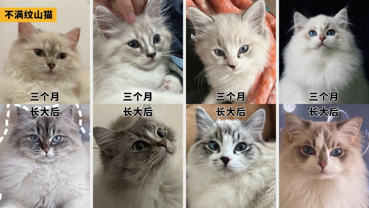 ラグドール容姿鑑定ガイド：子猫から将来の顔立ちを予測する方法とは？「劣化」の地雷を避ける