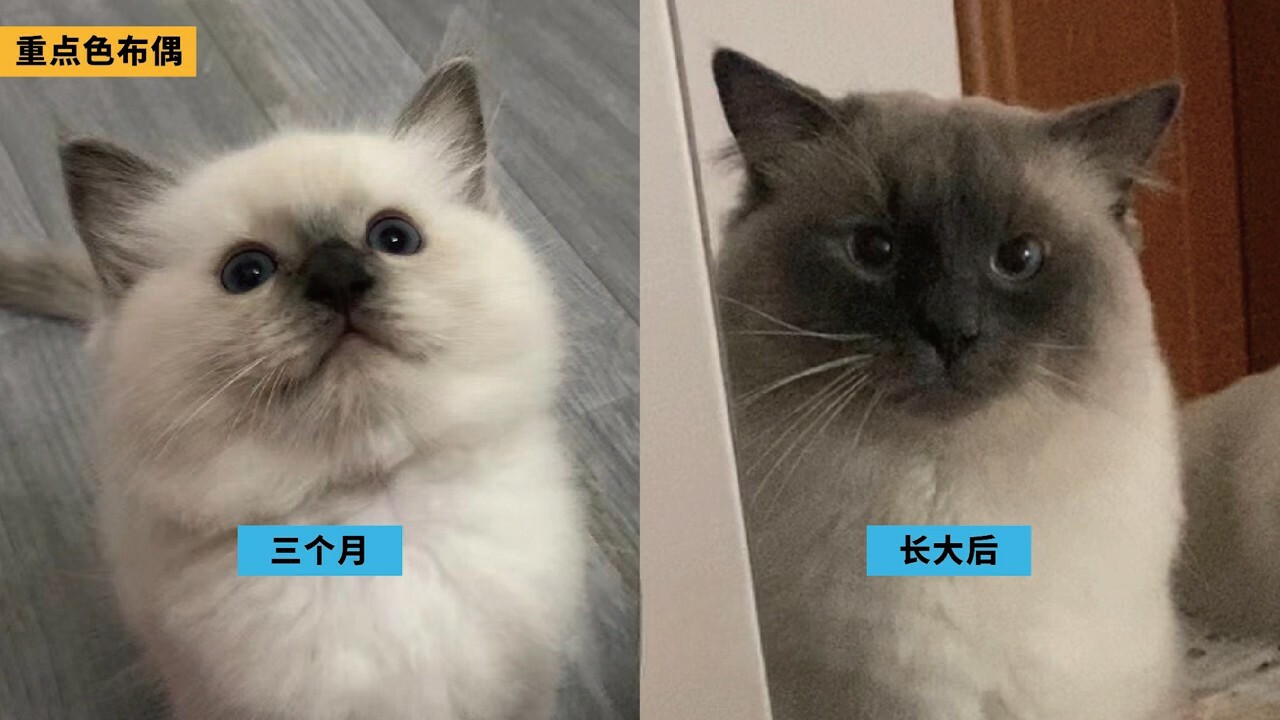 ラグドール容姿鑑定ガイド：子猫から将来の顔立ちを予測する方法とは？「劣化」の地雷を避ける