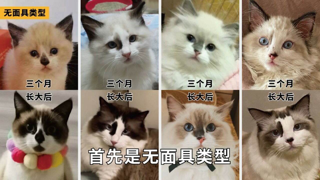 ラグドール容姿鑑定ガイド：子猫から将来の顔立ちを予測する方法とは？「劣化」の地雷を避ける
