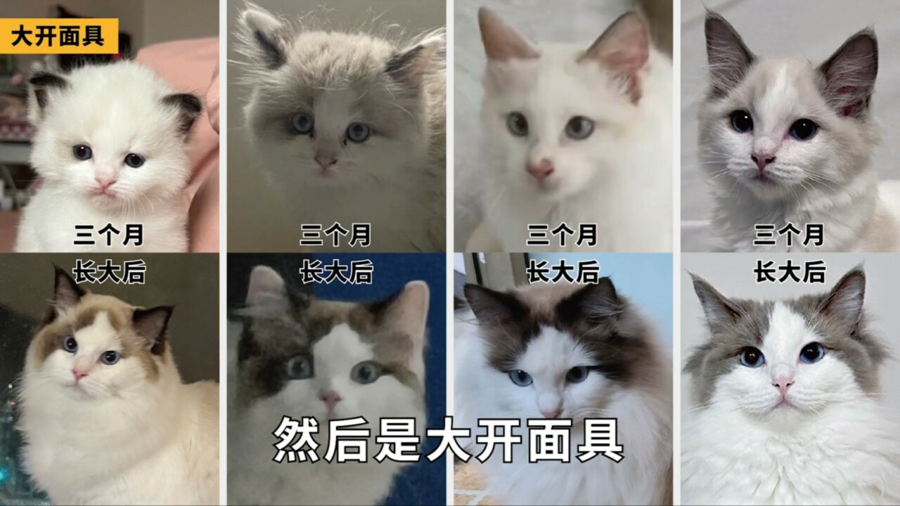 ラグドール容姿鑑定ガイド：子猫から将来の顔立ちを予測する方法とは？「劣化」の地雷を避ける