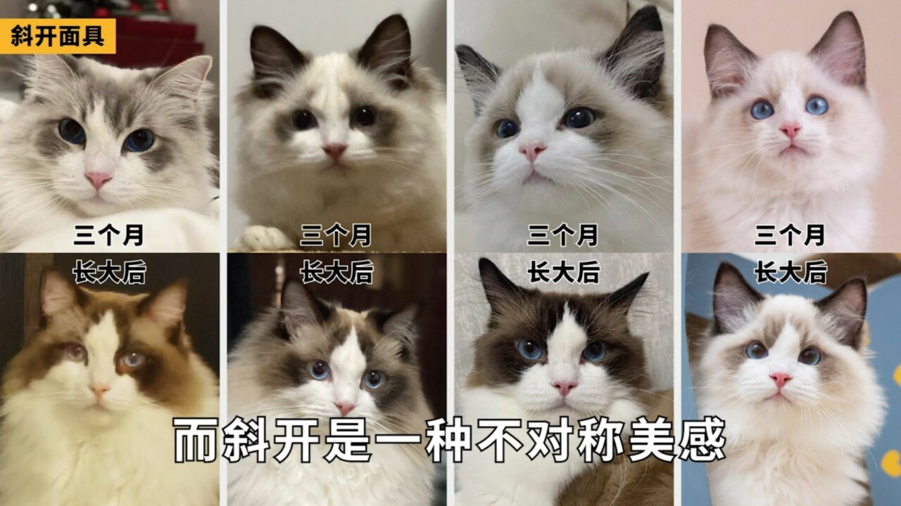 ラグドール容姿鑑定ガイド：子猫から将来の顔立ちを予測する方法とは？「劣化」の地雷を避ける