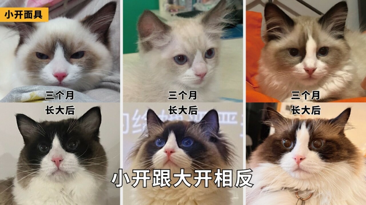 ラグドール容姿鑑定ガイド：子猫から将来の顔立ちを予測する方法とは？「劣化」の地雷を避ける