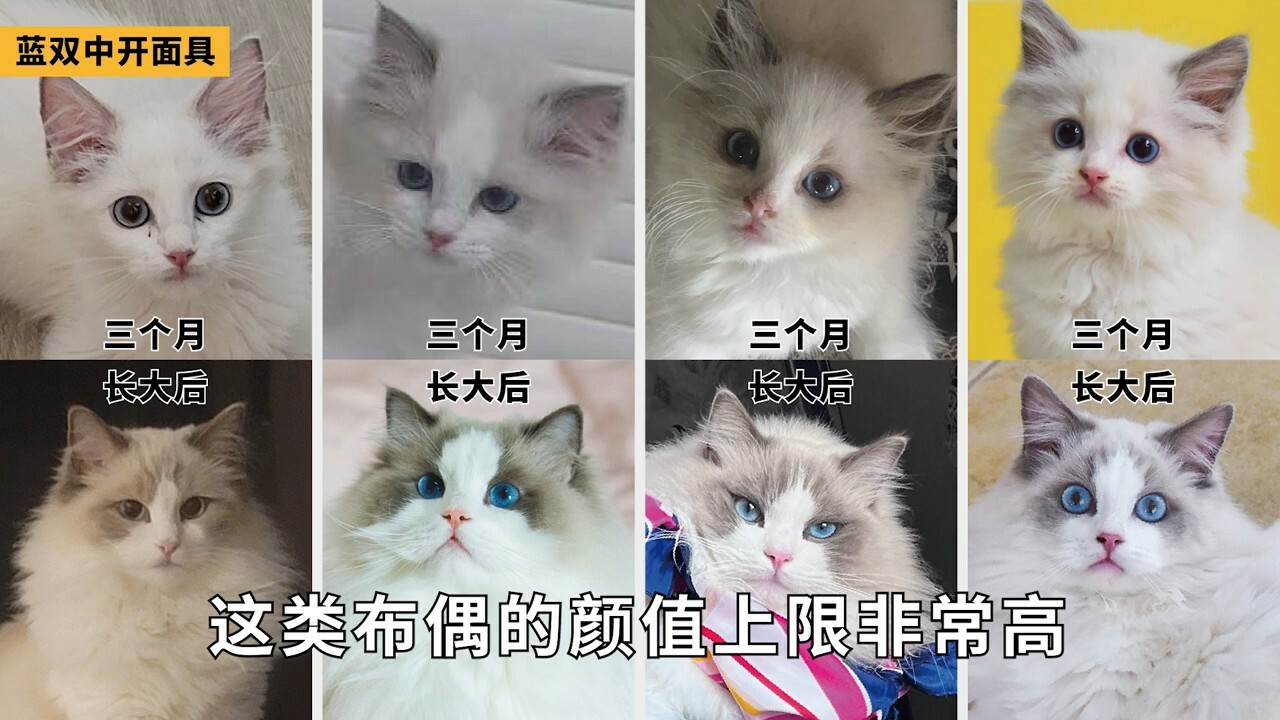 ラグドール容姿鑑定ガイド：子猫から将来の顔立ちを予測する方法とは？「劣化」の地雷を避ける
