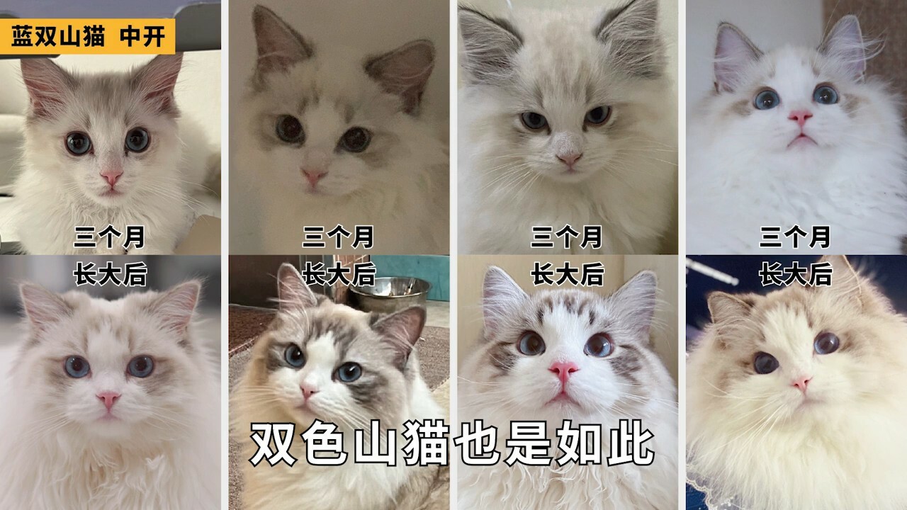 ラグドール容姿鑑定ガイド：子猫から将来の顔立ちを予測する方法とは？「劣化」の地雷を避ける