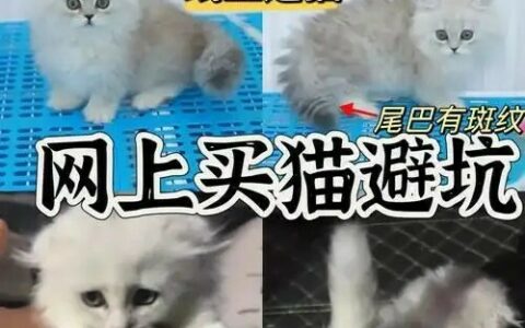 网购猫咪防坑指南：某宝、某鱼、某多多常见套路大揭秘