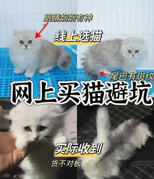 网购猫咪防坑指南：某宝、某鱼、某多多常见套路大揭秘