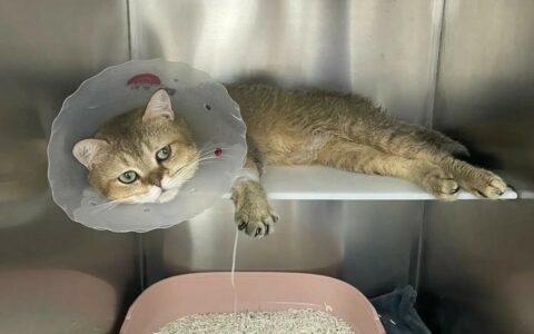 猫咪尿闭怎么办？3 步居家急救法 + 长期防复发指南