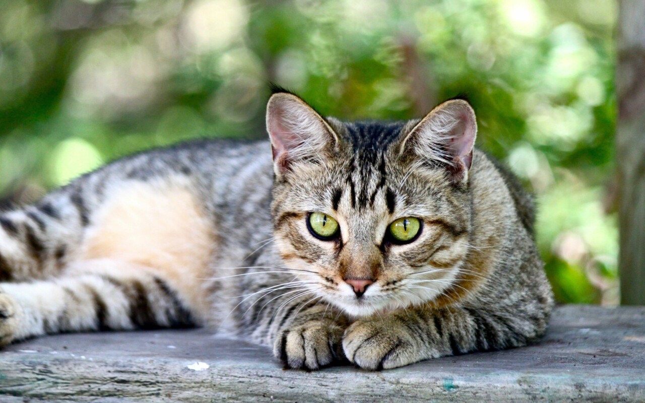 猫咪尿闭怎么办?3 步居家急救法 + 长期防复发指南
