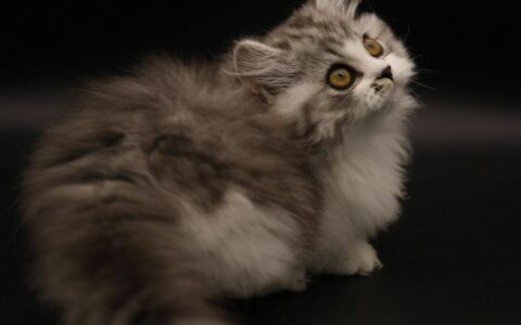 拿破仑猫挑选技巧：如何辨别高品质猫咪？