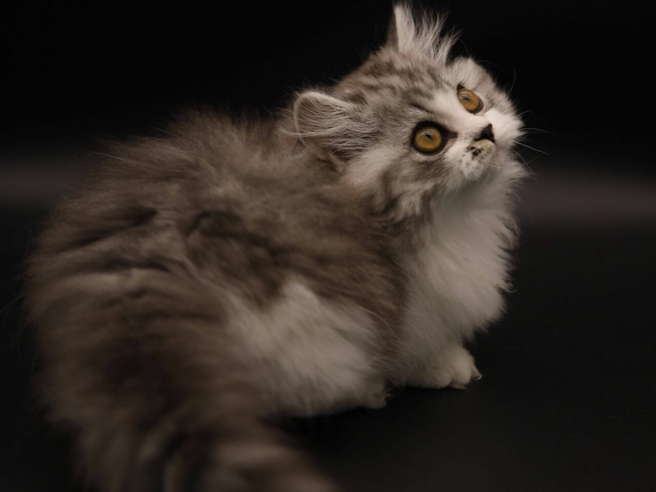拿破仑猫挑选技巧:如何辨别高品质猫咪?