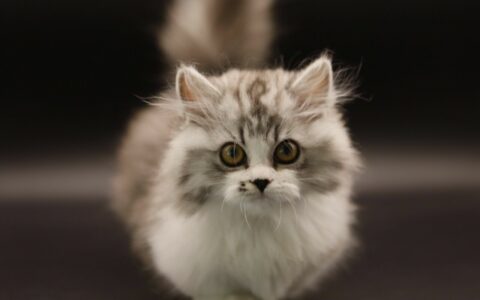 Do Munchkin Cats Have Genetic Diseases? Tips for Choosing a Healthy Munchkin Cat