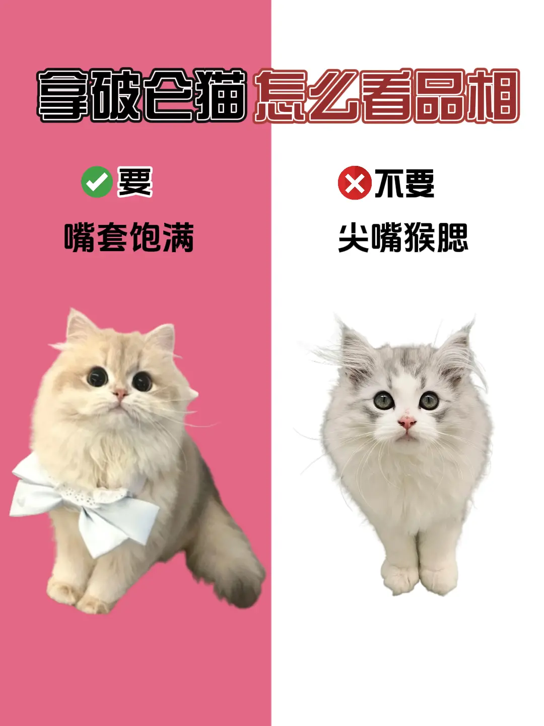 拿破仑猫挑选技巧:如何辨别高品质猫咪?
