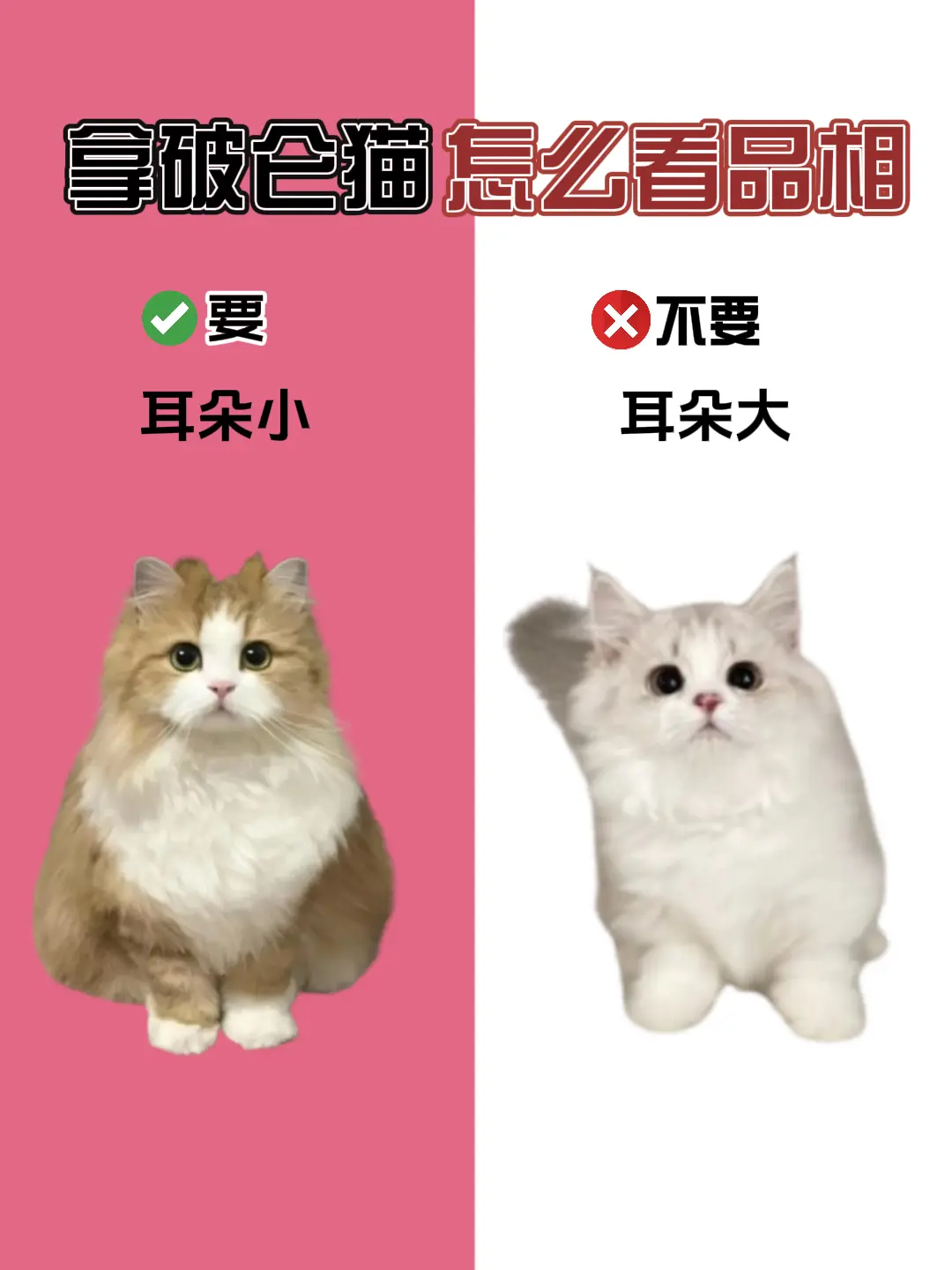 拿破仑猫挑选技巧:如何辨别高品质猫咪?