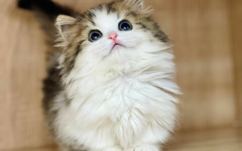 拿破仑猫适合新手养吗？真实饲养体验与避坑建议