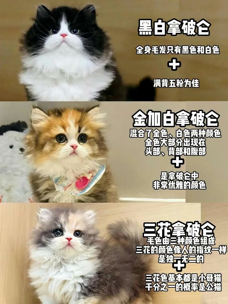 拿破仑猫挑选技巧:如何辨别高品质猫咪?