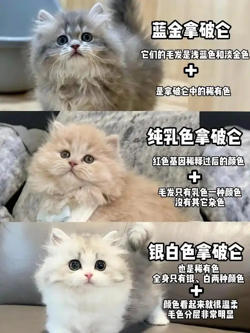 拿破仑猫挑选技巧:如何辨别高品质猫咪?