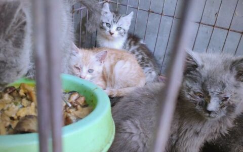 后院猫（舍）是什么意思？无良繁殖产业链的黑暗内幕