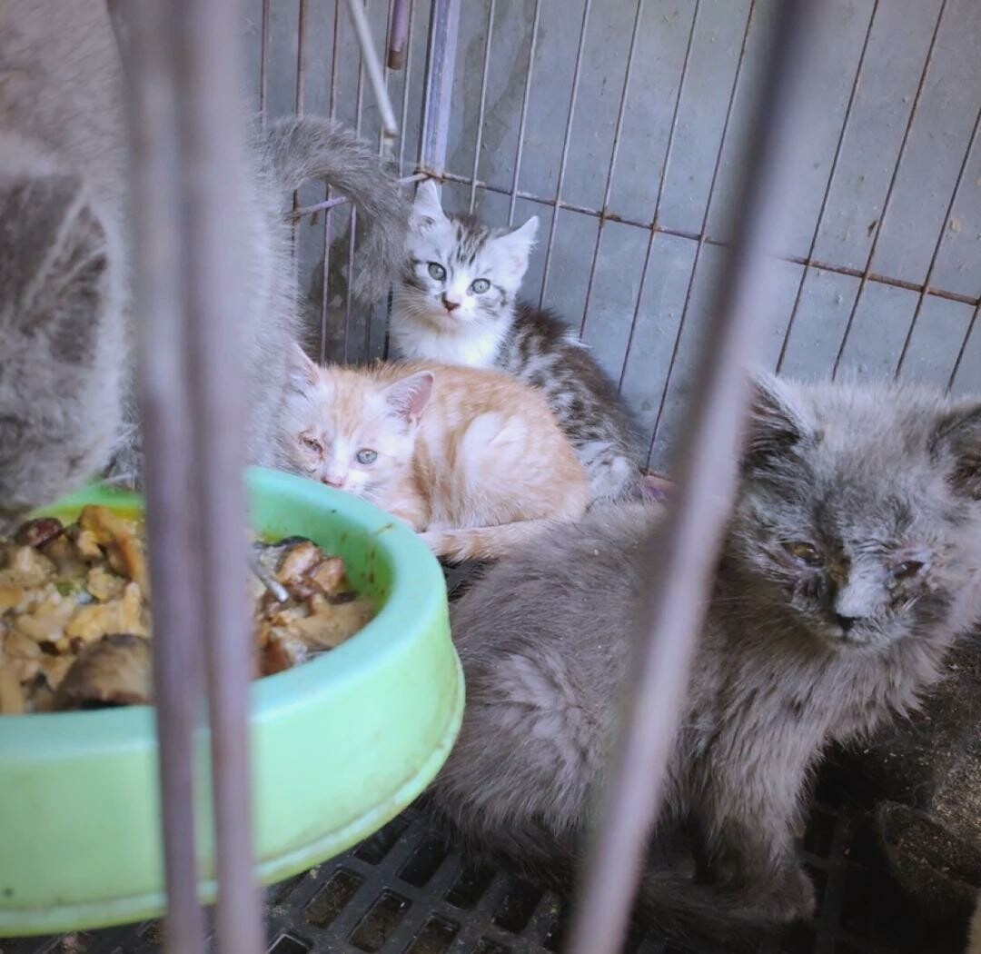 后院猫(舍)是什么意思?无良繁殖产业链的黑暗内幕