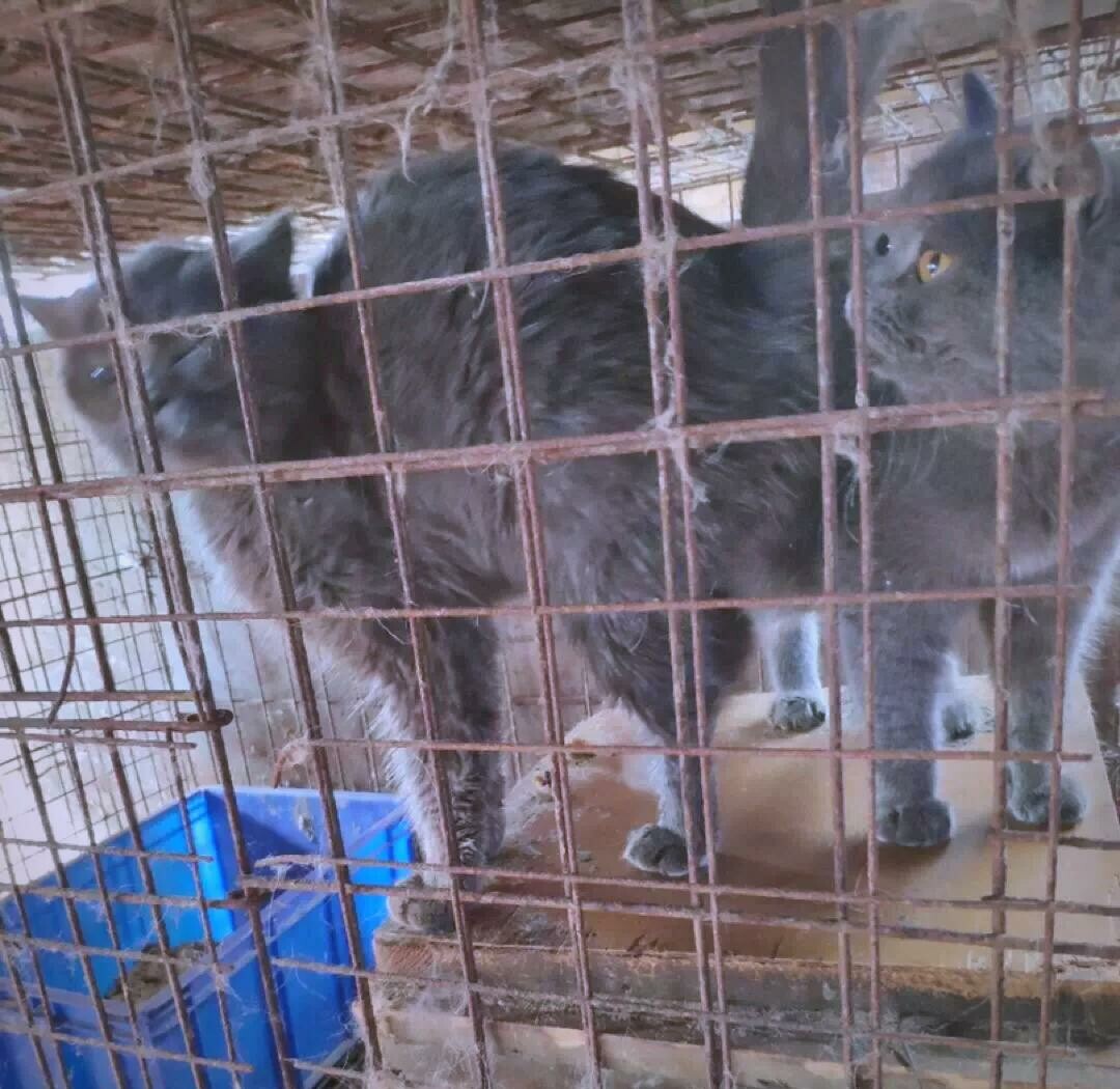 后院猫(舍)是什么意思?无良繁殖产业链的黑暗内幕
