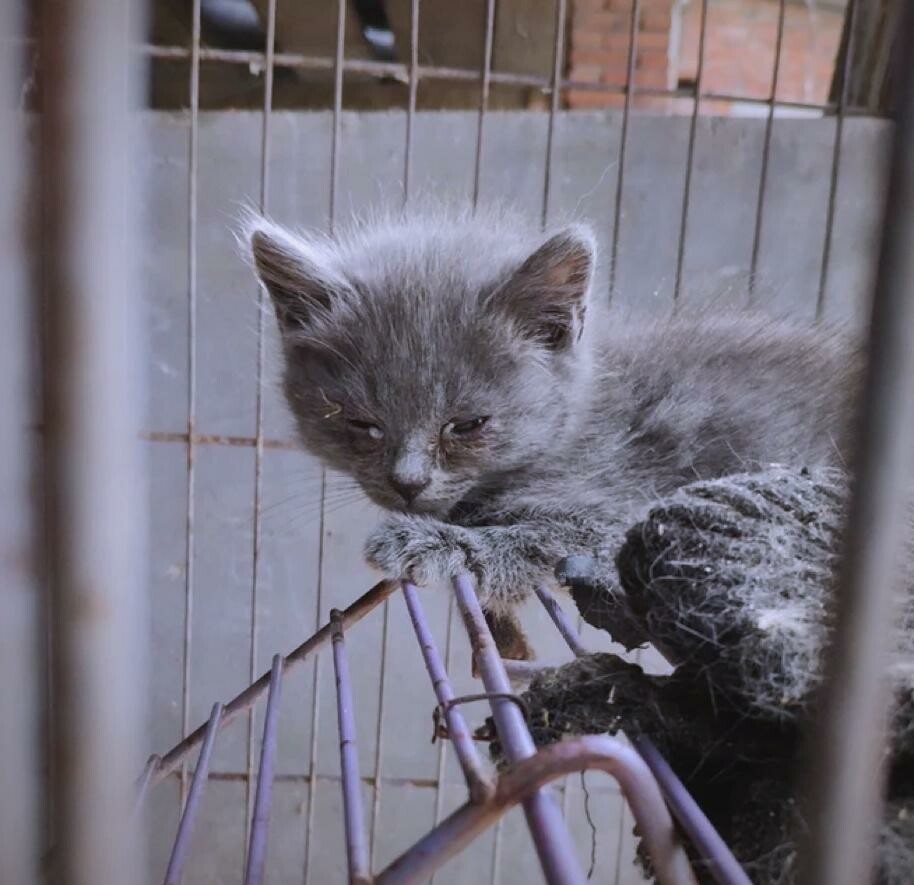 后院猫(舍)是什么意思?无良繁殖产业链的黑暗内幕