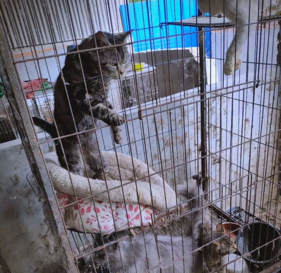 后院猫（舍）是什么意思？无良繁殖产业链的黑暗内幕