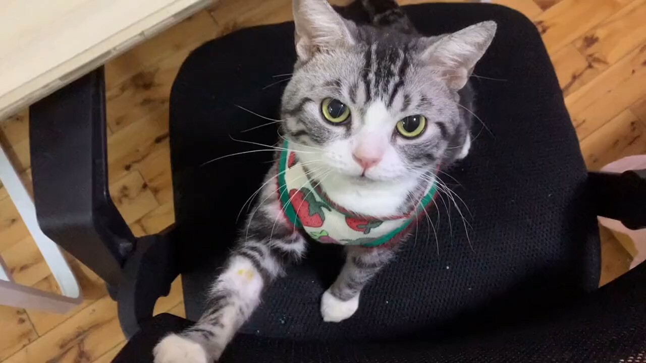 为什么后院猫不能买?一位铲屎官的真实故事