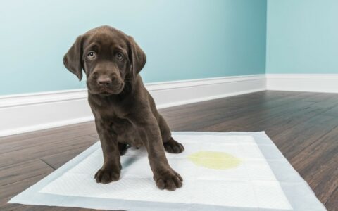 子犬のトイレトレーニング方法：究極ガイド