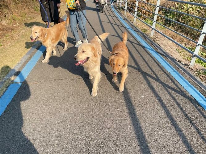 How Do 996 Workers Raise a Dog? A Comprehensive Analysis on Preventing Home Destruction and Socialization Training