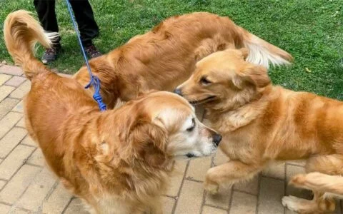 Why Must Dogs Be Walked? It’s Not Just for Excretion, but a Key to Emotional Connection