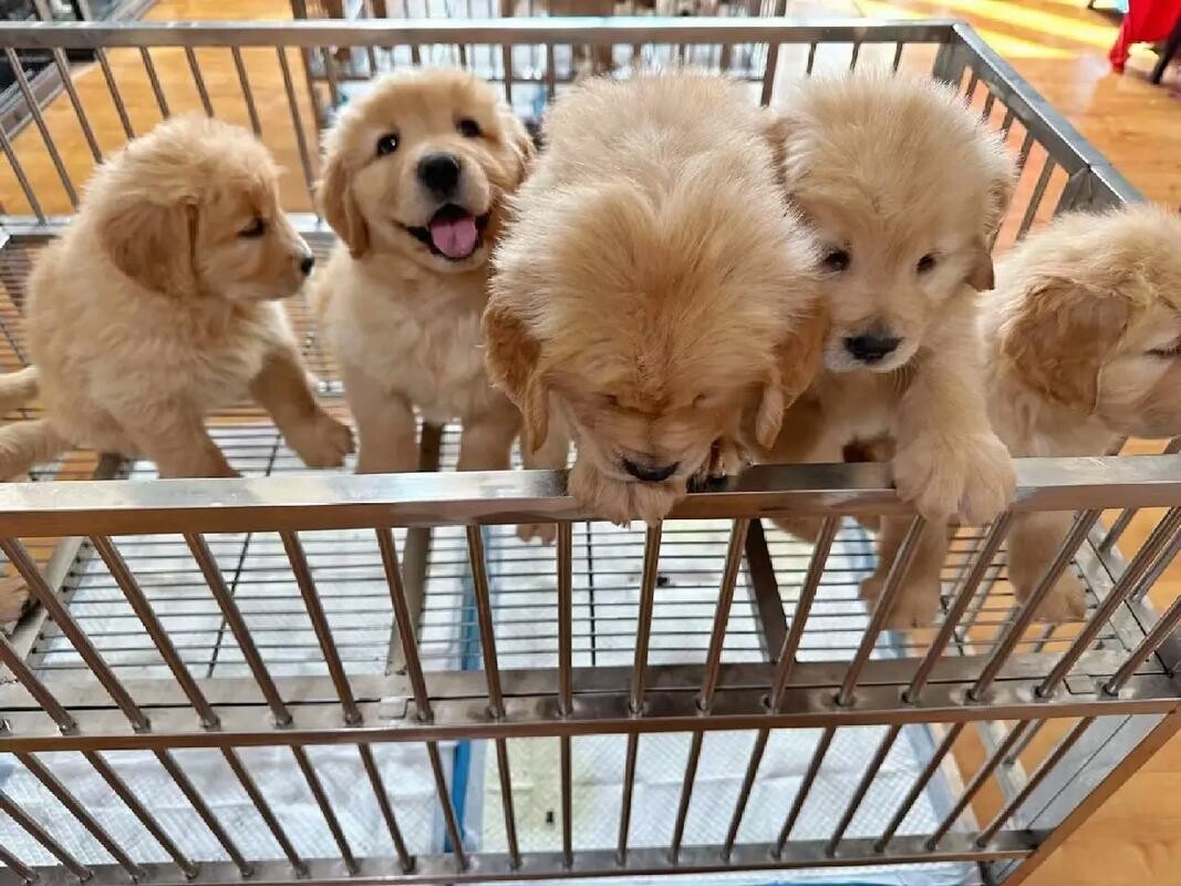 996 働きの労働者はどうやって犬を飼うのか？家を荒らさせないための方法と社会化トレーニングの完全解析