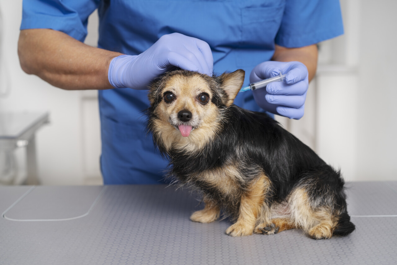 猫犬多合一疫苗怎么选?五合一到十一合一解析