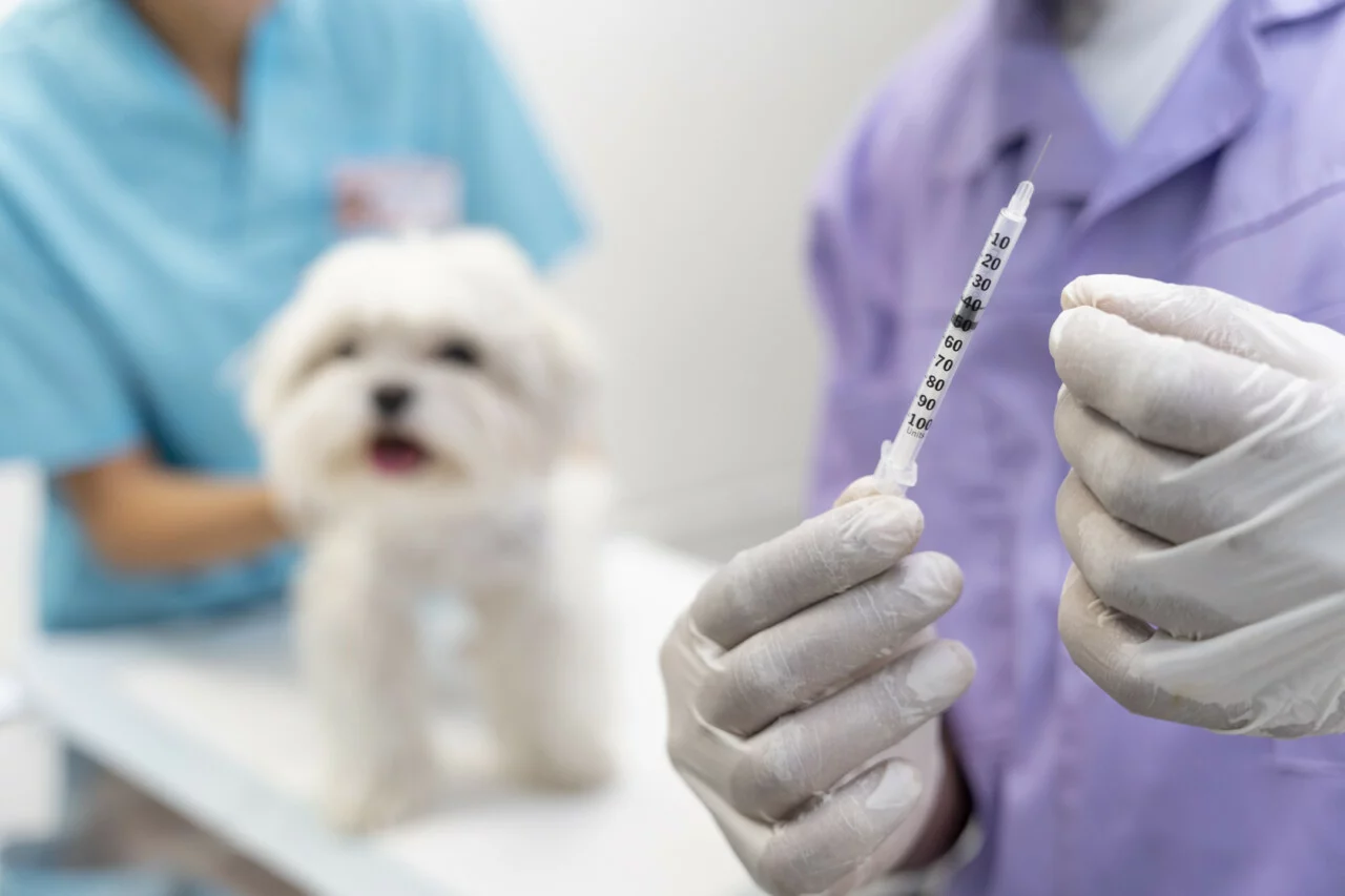 犬弓形虫病症状与诊断：急性、慢性及隐性表现