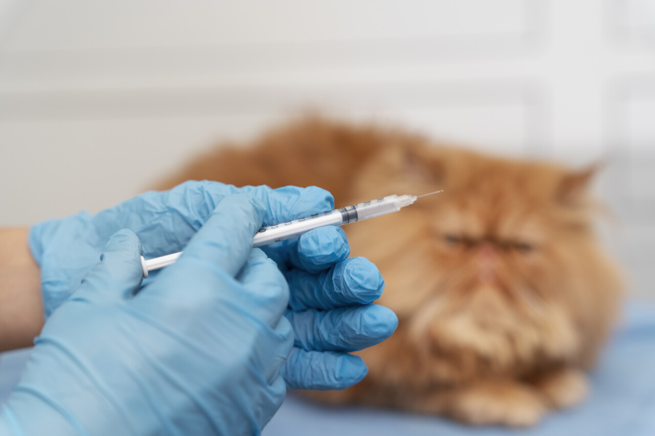 猫犬多合一疫苗怎么选？五合一到十一合一解析