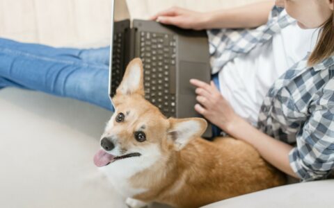 Why Are Corgis Tail Docked? Historical Tradition or Aesthetic Preference?
