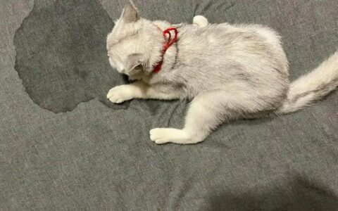 猫咪为什么总在床上尿？6 大原因解析，最后一步关键！