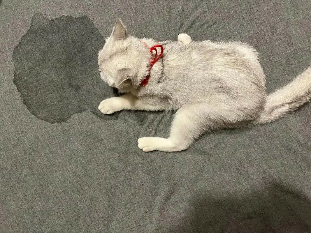 百科全书