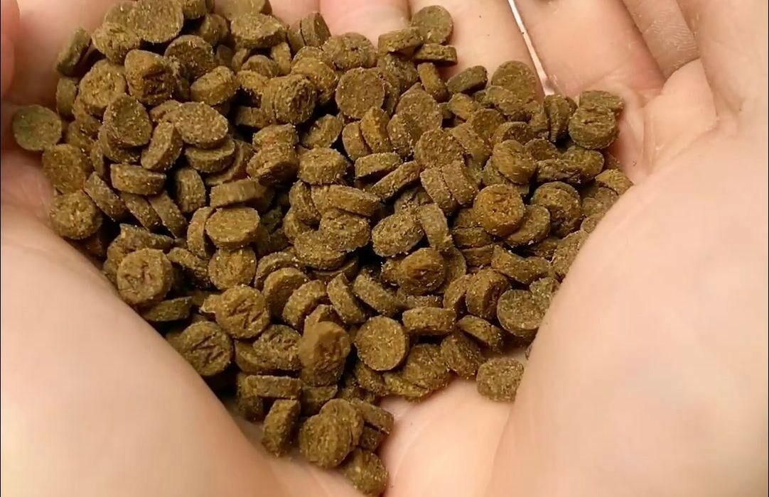 新手必看!猫粮选膨化还是烘焙?5 分钟搞懂优缺点