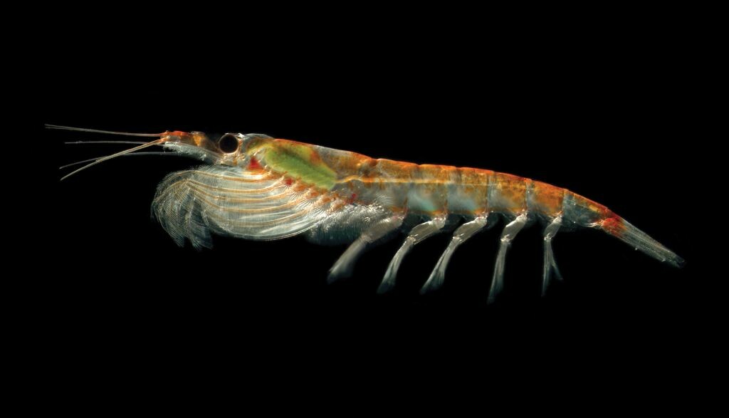 宠物鱼油和磷虾油哪个好?核心差异解析