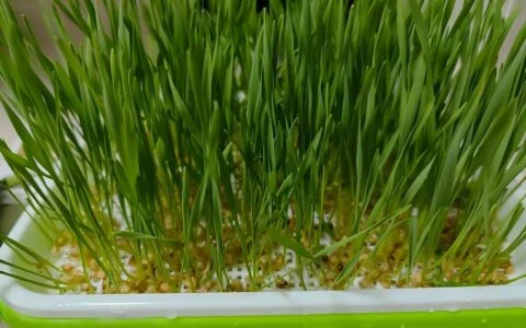 猫草真相揭秘：小麦苗催吐原理与营销误区解析