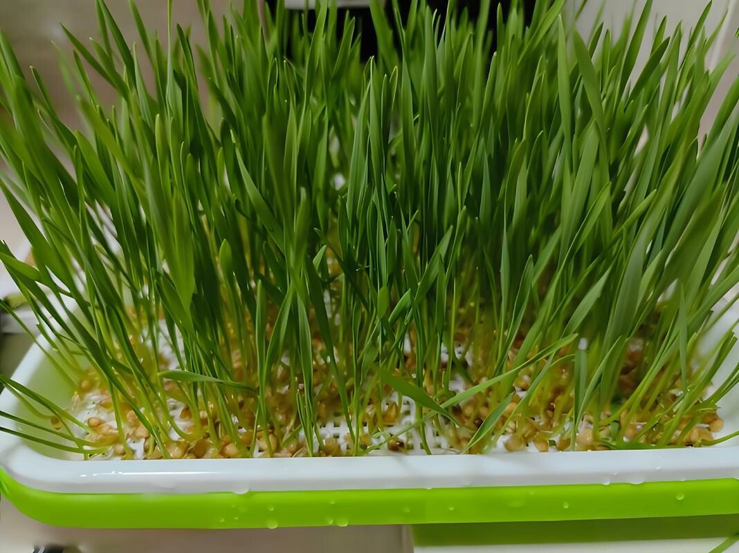 Unveiling the Truth Behind Cat Grass: The Vomiting-Inducing Mechanism of Wheat Seedlings and Marketing Misconceptions