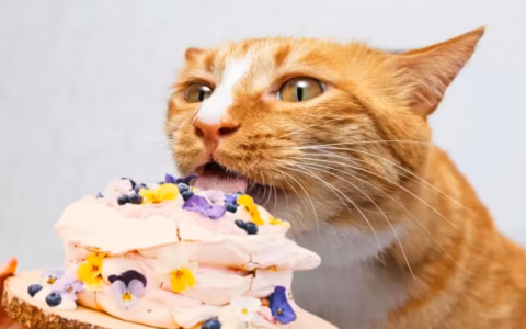 猫吃不出甜味，为什么却喜欢吃甜食？