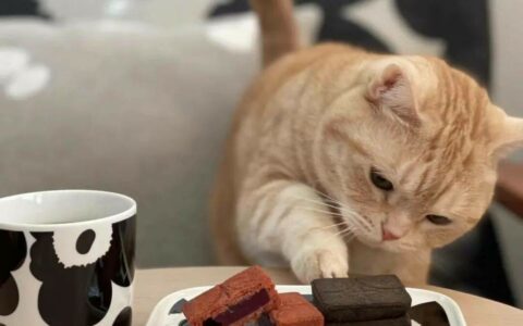 猫が破壊行動をして家を荒らす場合はどうする？悪い癖を直す 3 つの正しいお仕置き方法を伝授