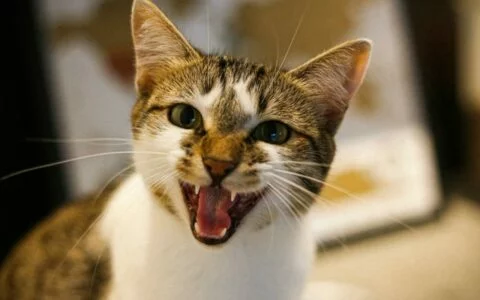 なぜ言うことを聞かない猫を叩いてはいけないのか？猫の「反逆」ロジックを徹底解説