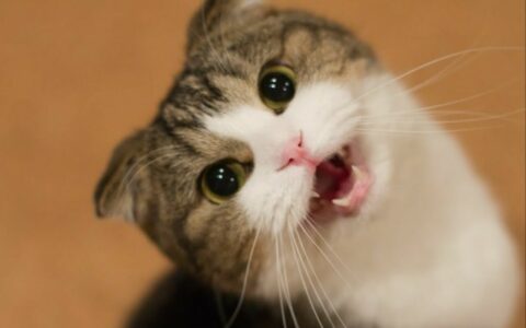 为什么猫咪看到人会发出夹子音？猫咪叫声背后的秘密